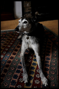 David's dog Bruno, named after Giordano Bruno. Photograph © Sarah Lee, 2008. David's dog Bruno, named after Giordano Bruno. Photograph © Sarah Lee, 2008.
